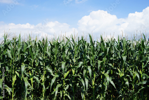 The corn in the field