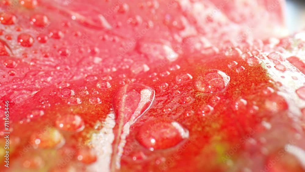 Dive into the enchanting world of dew-kissed pink green leaves in this stunning close-up video. Each water droplet a miniature masterpiece. Nature video footage. 4K.
Dive into the enchanting world of dew-kissed pink green leaves in this stunning close-up video. Each water droplet a miniature masterpiece. Nature video footage. 4K.