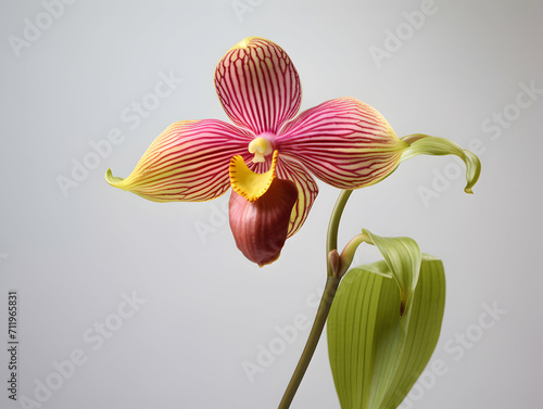 Lady Sliper Orchid  flower in studio background  single lady sliper  flower  Beautiful flower images