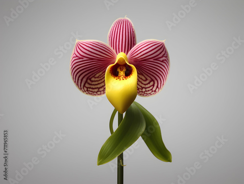 Lady Sliper Orchid flower in studio background, single lady sliper flower, Beautiful flower images photo