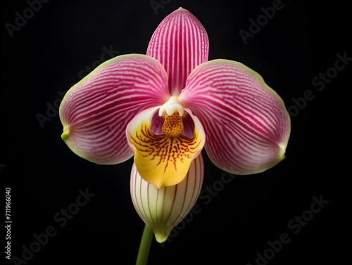 Lady Sliper Orchid flower in studio background, single lady sliper flower, Beautiful flower images photo