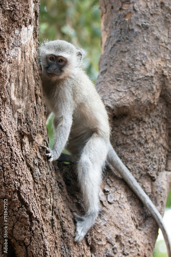Obraz premium Young vervet monkey climbing in tree in Krueger National Park in South Africa RSA