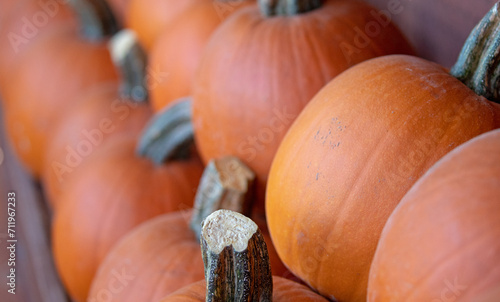 Rows of pumpkins at farmers market in southwest United States photo