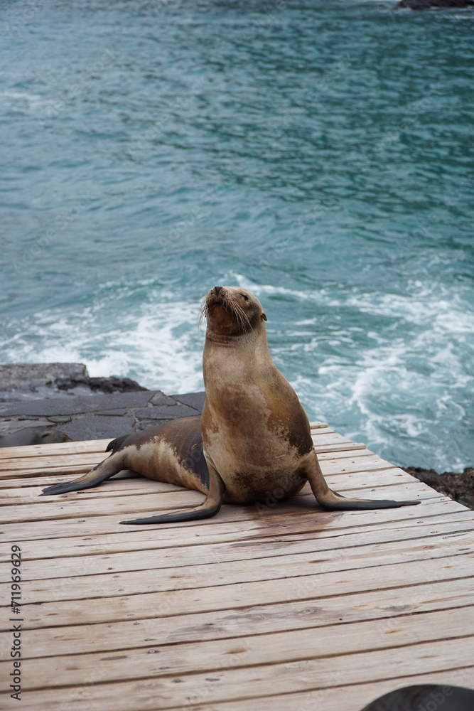 Fototapeta premium sea lion on the rocks