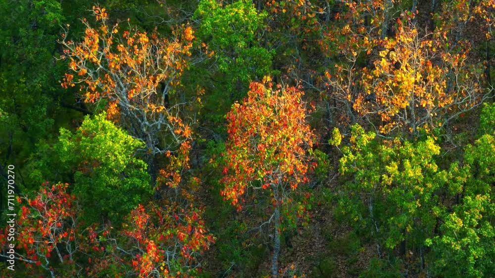 From above, the dry dipterocarp forest in Thailand is a stunning mosaic of vibrant green foliage and majestic trees, a true masterpiece of the natural world. Trees and natural beauty concept. 4K.
From above, the dry dipterocarp forest in Thailand is a stunning mosaic of vibrant green foliage and majestic trees, a true masterpiece of the natural world. Trees and natural beauty concept. 4K.