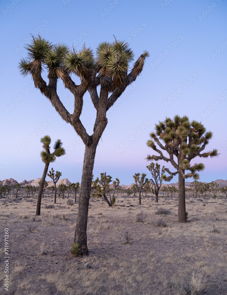 Joshua Trees in desert landscape with sunset in the background, Joshua Tree National Park