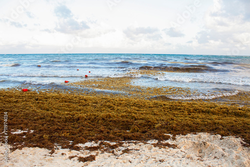 Playa Del Carmen, Quintana Roo, Mexico beach is covered into large amount of sargassum seaweed, Atlantic ocean view. Windy weather, waves on the water 