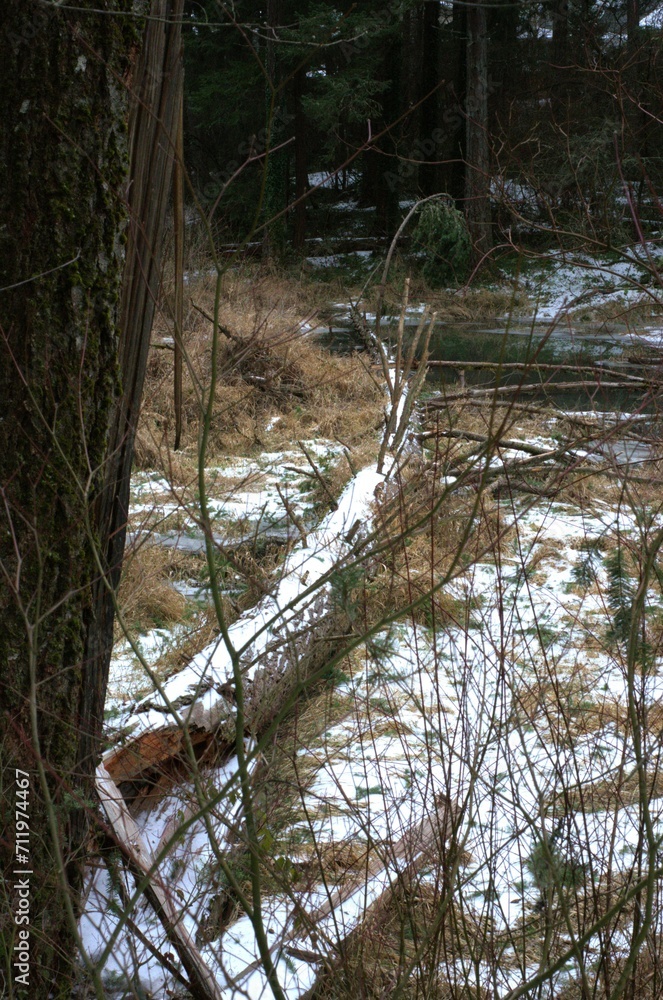 View along fallen tree in a snowy meadow, as seen through branches with a dark pine forest in the background. View along fallen tree in a snowy meadow, as seen through branches with a dark pine forest in the background.