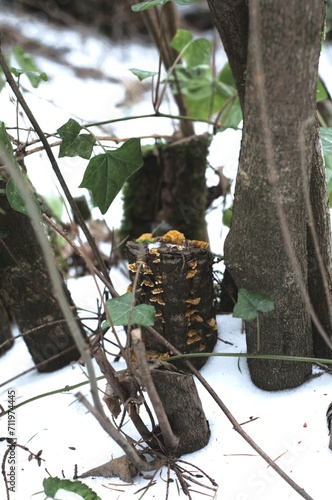 Mushrooms, most likely Crowded Parchment (Stereum complicatum), growing on a tree trunk in a snowy forest.  photo