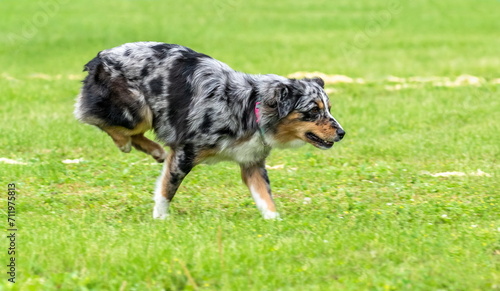 A dog of the Miniature American Shepherd breed playfully catches a flying ball on a green field