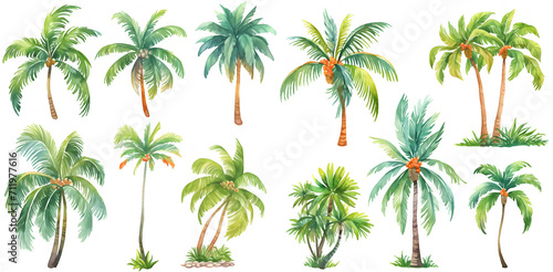 Watercolor palm and coconut tree clipart for graphic resources © Dian