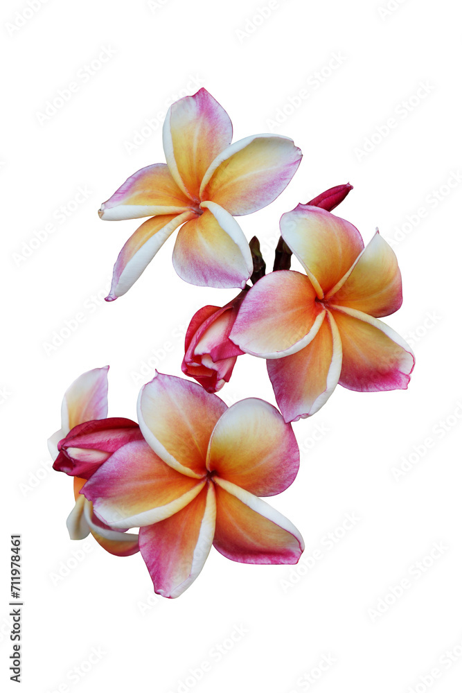 Fototapeta premium Beautiful Plumeria Rubra orange flowers isolated on white background.
