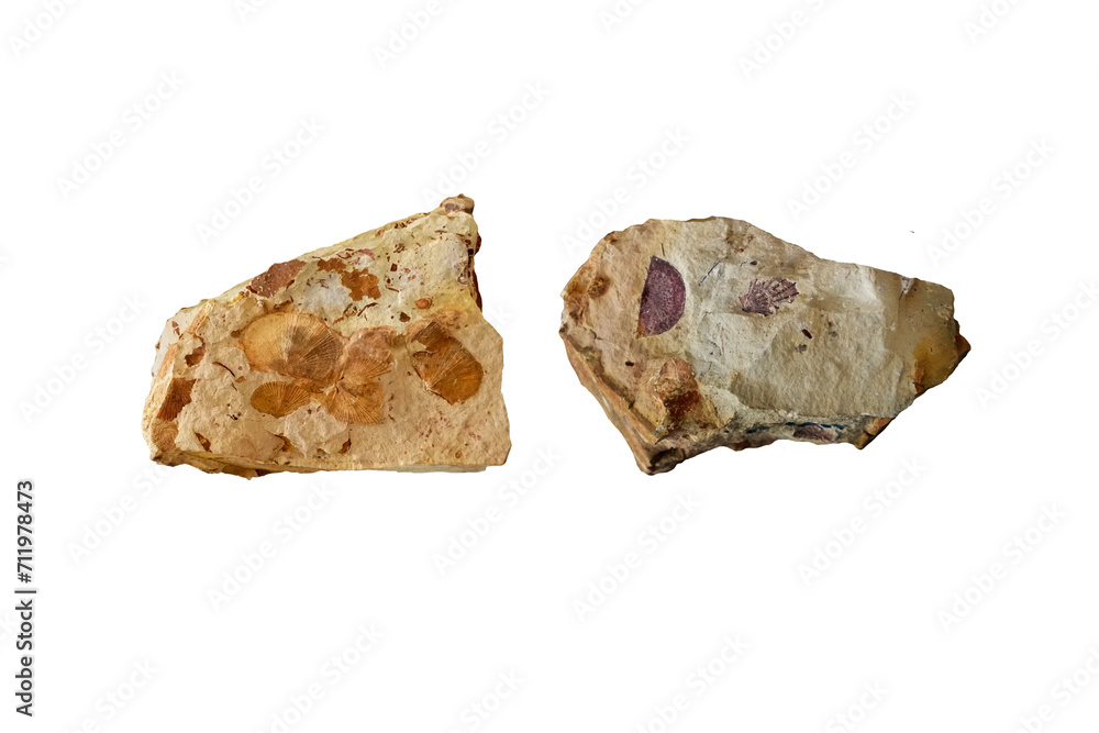 Brachiopod fossils on sandstone isolated on white background. Brachiopod fossils on sandstone isolated on white background.