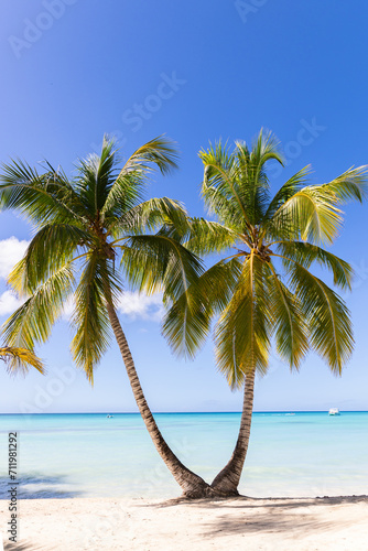 palm tree on the beach with blue sea water in Dominican Republic