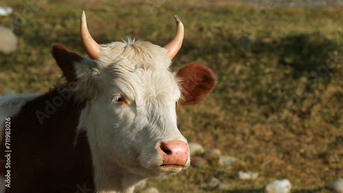 A red cow lies on the ground and chews cud