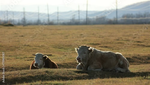 Two calves lie in a field at sunset