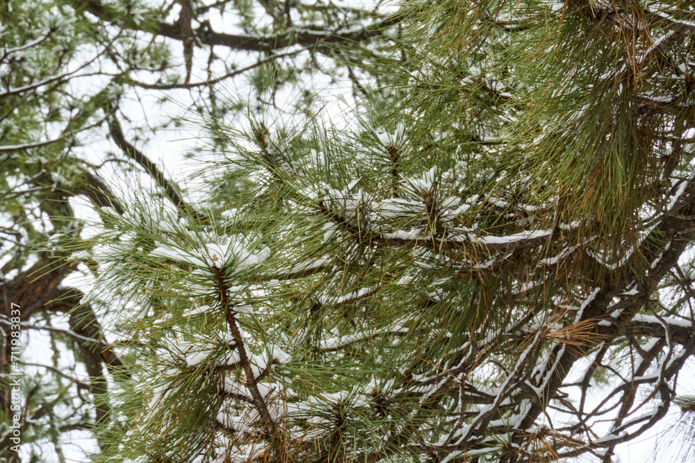 Fototapeta premium Pine trees covered with snow after a winter storm.