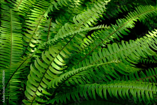 Nephrolepis exaltata, the sword fern or Boston. species of fern in family Lomariopsidaceae. greenery. 