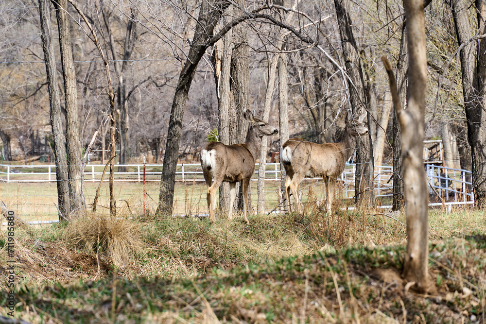 Pair of Mule deer walking through forest in Cloudcroft New Mexico. Pair of Mule deer walking through forest in Cloudcroft New Mexico.