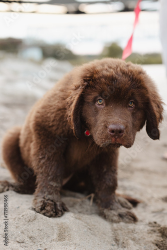 Newfoundland brown puppy sitting on the beach