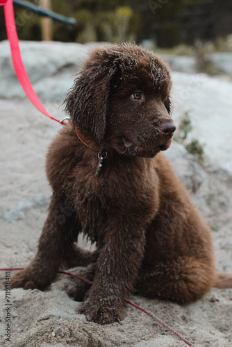 big brown puppy on the beach