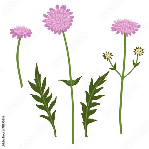 Scabiosa, Knautia arvensis, field flowers, vector drawing wild plants at white background, floral elements, hand drawn botanical illustration photo