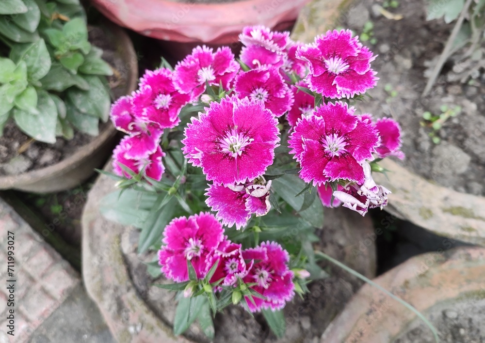 Flower - Dianthus. Family - Caryophyllaceae. Color - Pink and White. Common names include carnation, pink and sweet william. Use - garden use and floristry, Native mainly to Europe and Asia.