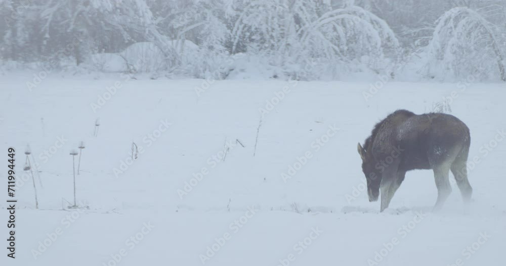 Moose calf pawing and looking for food alone in a snow-covered landscape with forest backdrop Moose calf pawing and looking for food alone in a snow-covered landscape with forest backdrop