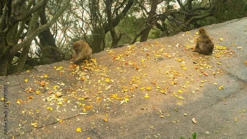 Local wild monkeys on top of Gibraltar rock, time lapse view