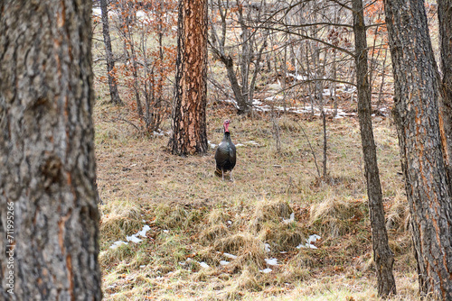 Black Wild Turkey Gobbler standing Alert in Pine Forest.