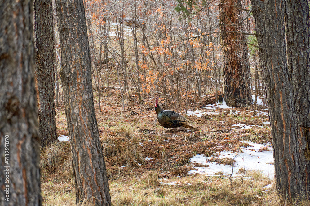 Black Wild Turkey Gobbler standing Alert in Pine Forest. Black Wild Turkey Gobbler standing Alert in Pine Forest.