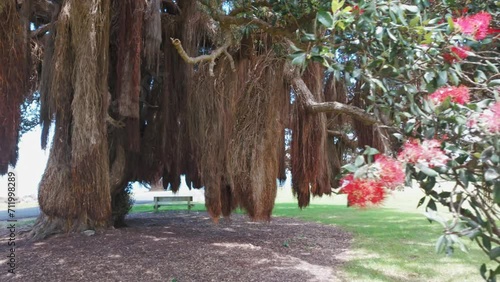 Aerial: Pohutukawa tree with hanging root branches from a tree, Coromandel Peninsula, New Zealand. photo