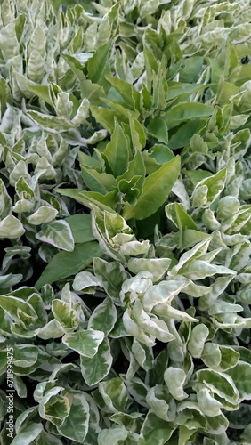 close up of green and white shrub 