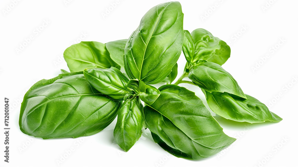 basil leaves isolated on white basil leaves isolated on white