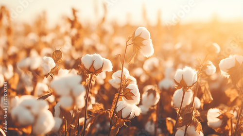cotton field background ready for harvest under a golden sunset macro close ups of plants
