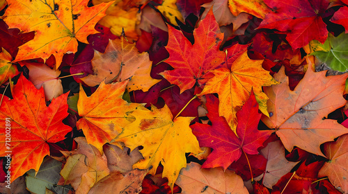 Vibrant autumn maple leaves nature beauty showcased
