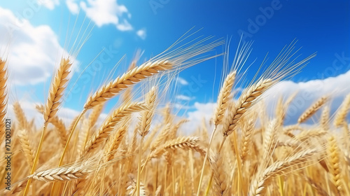 field of ripening wheat against the blue sky Spikelets of wheat with grain with clear blue sky