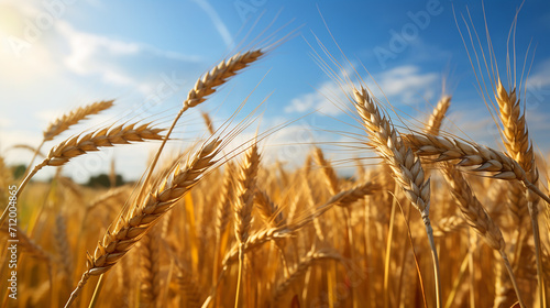 photo of wheat spikelets in field witch clear blue sky