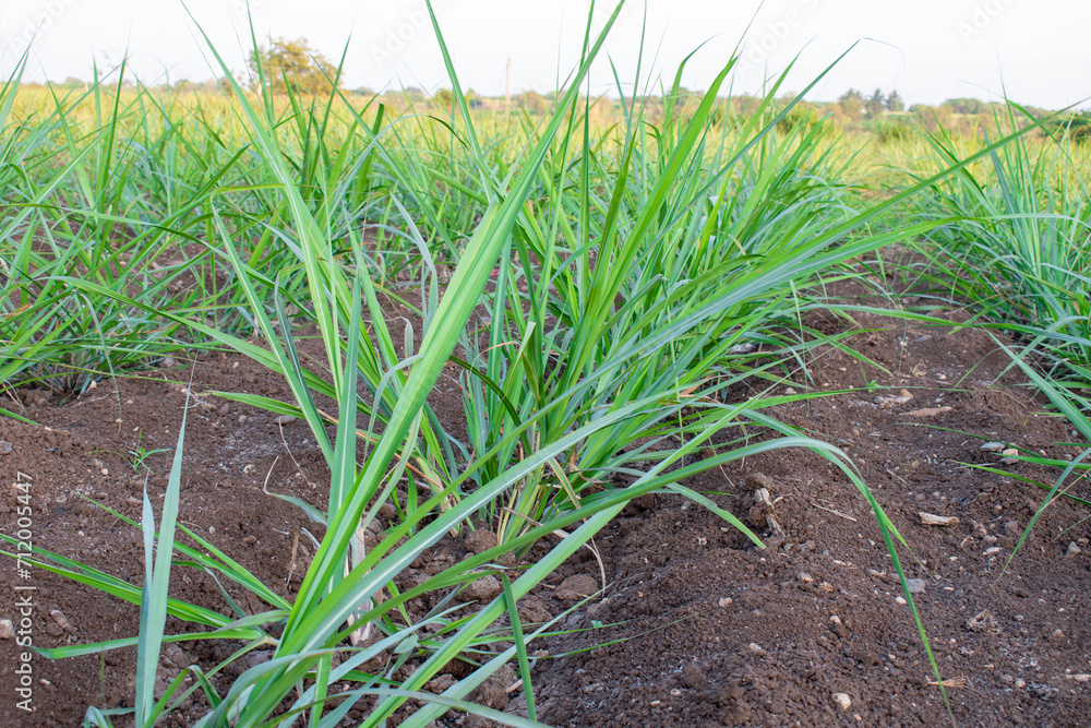 small new sugsrcane seedlings in the field, sugarcane farm small new sugsrcane seedlings in the field, sugarcane farm