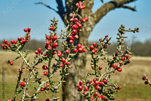 Texas Christmas Cactus. West Texas Pencil Cholla Cactus, Cylindropuntia leptocaulis with bright red rip fruits