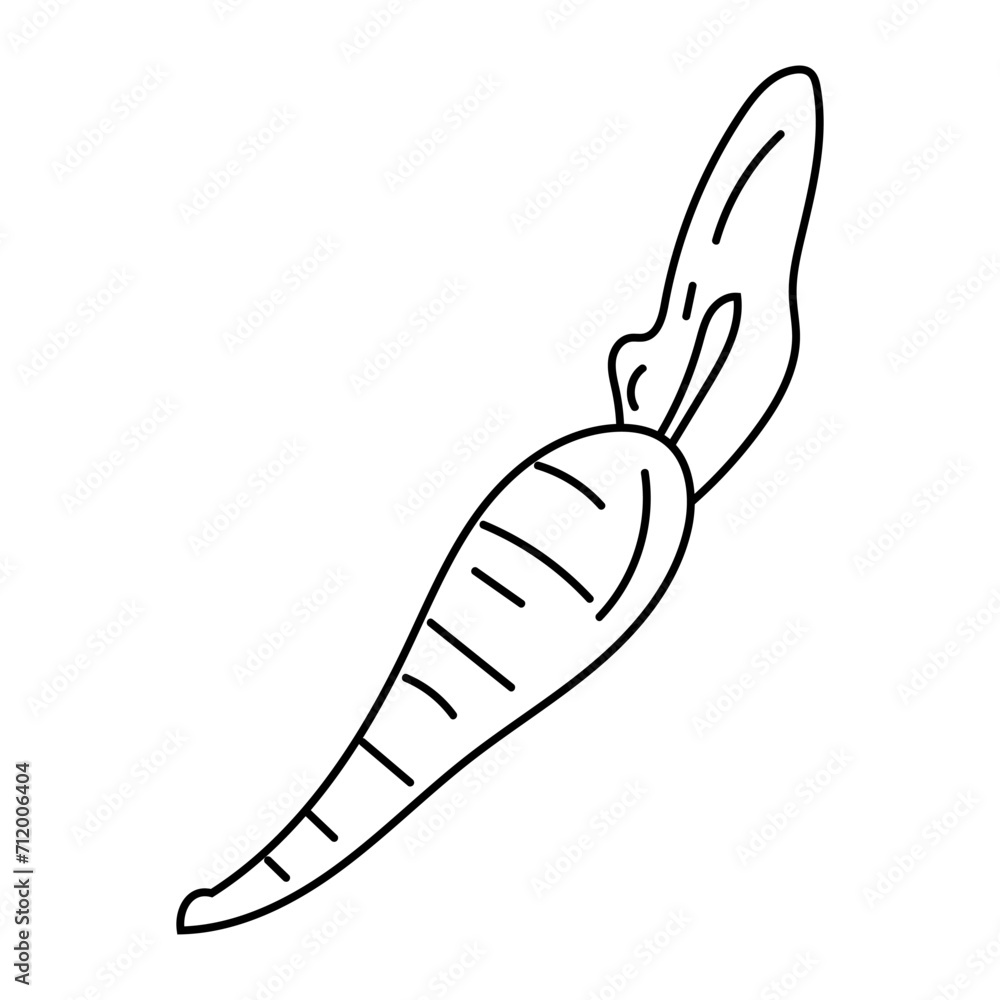 Doodle illustration of carrot, healthy orange vegetable, carotene, black line, isolated on white.