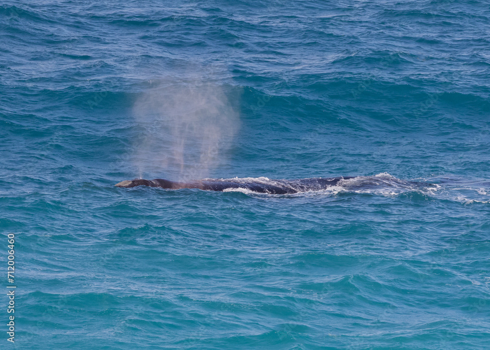 Naklejka premium Adult Southern Right Whale blowing as it swam past the Head of the Bight, South Australia