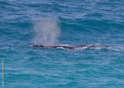 Adult Southern Right Whale blowing as it swam past the Head of the Bight, South Australia