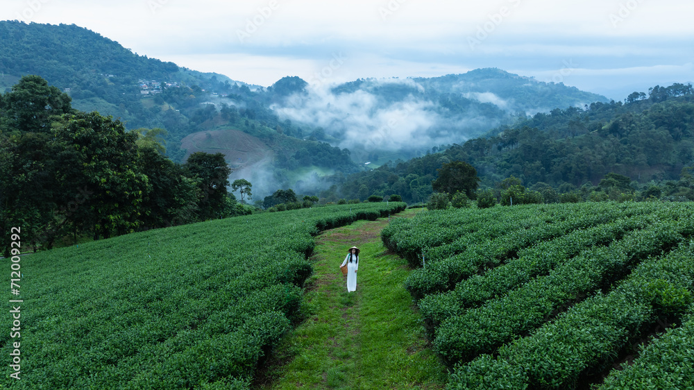 asian woman wearing white vietnamese dress and hat carry basket walking in the green tea plantation,