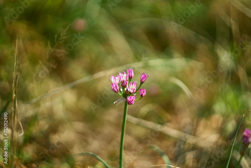Wallpaper Mural Allium drummondii. Purple Texas Wild Garlic Flower (Drummond's Onion, Wild Garlic, Prairie Onion) Torontodigital.ca