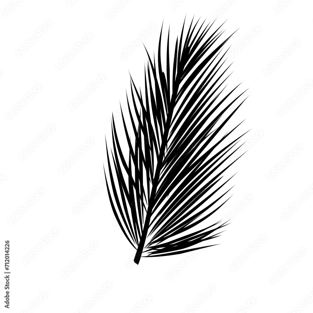 Fototapeta premium coconut leaf silhouette