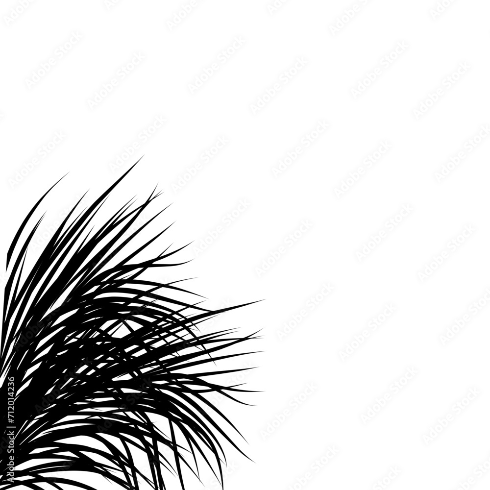 Fototapeta premium coconut leaf silhouette