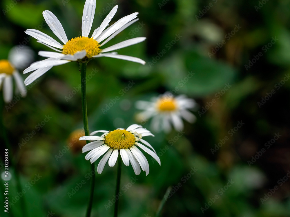 Obraz premium chamomile flowers with drops on the petals after rain