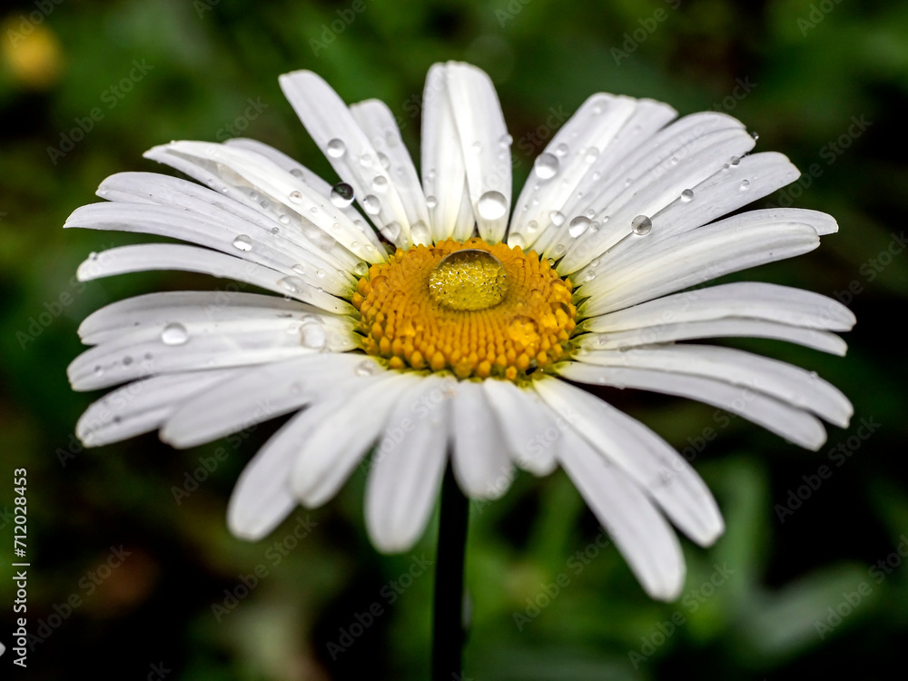 Fototapeta premium chamomile flowers with drops on the petals after rain