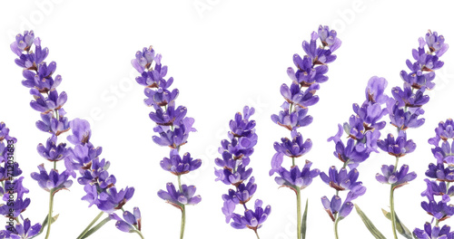 Watercolor illustrations of lavender flowers in various stages of bloom  seamless border  transparent background